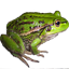 colabora